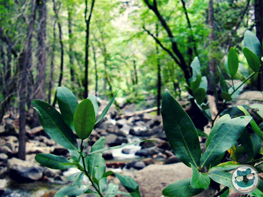 Yosemite National Park - Green