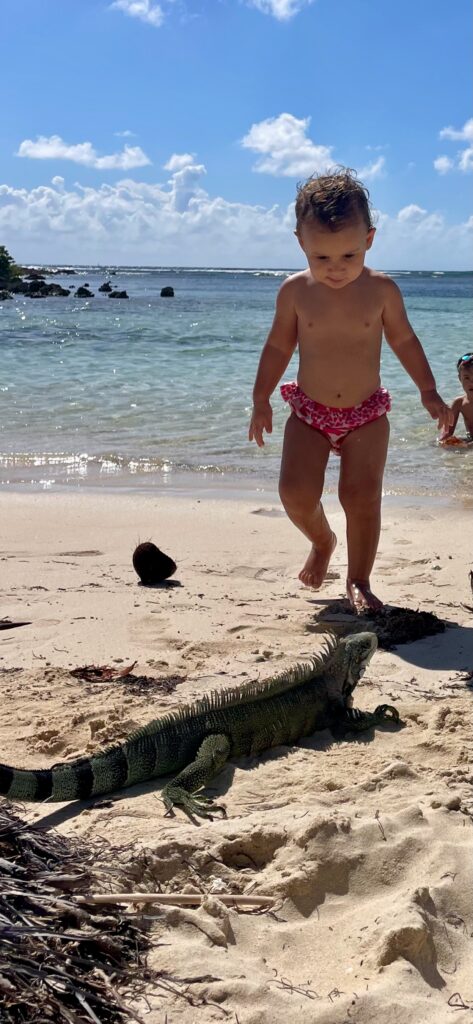 Close encounter with an iguana at Plage de La Caravelle